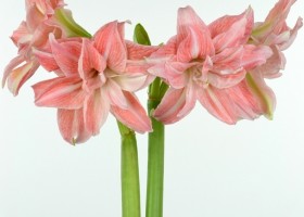 hippeastrum Lady Jane (1)